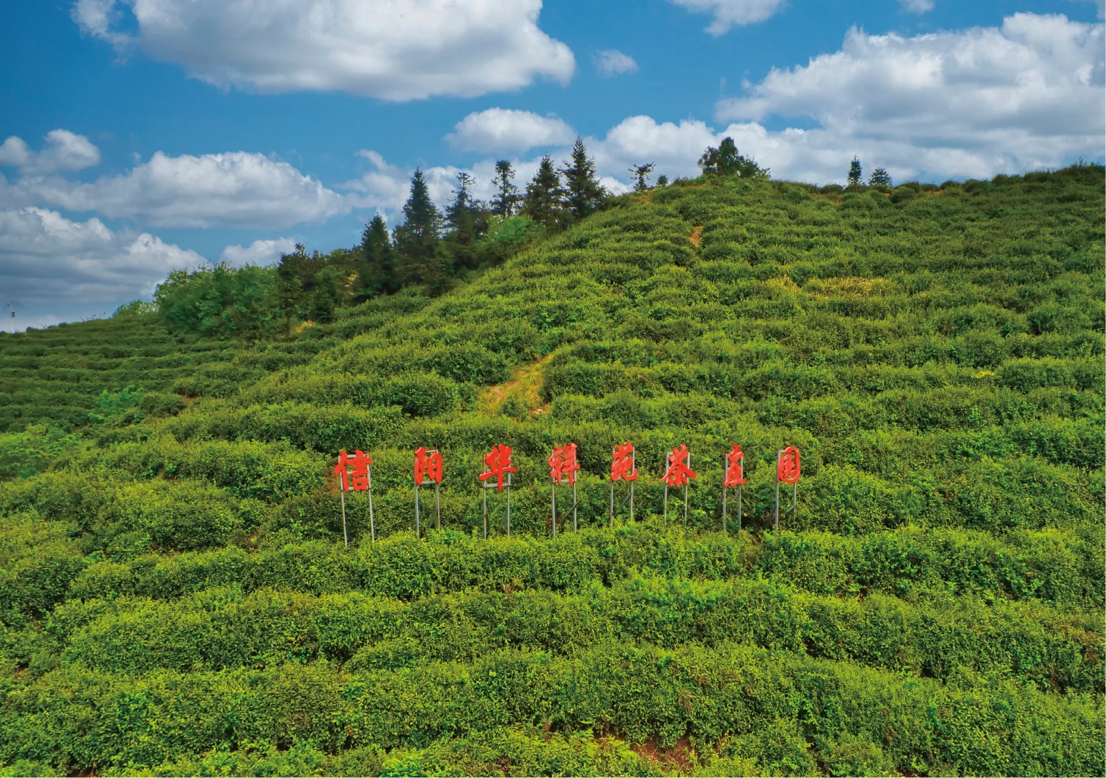河南信阳绿茶茶园实景