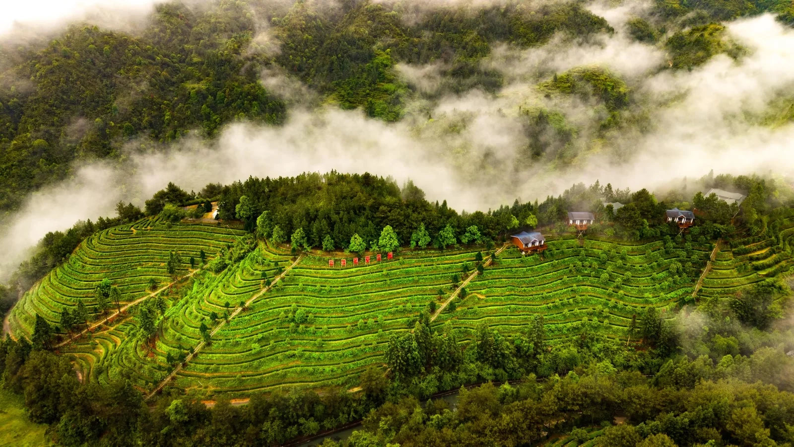 云南滇红茶庄园