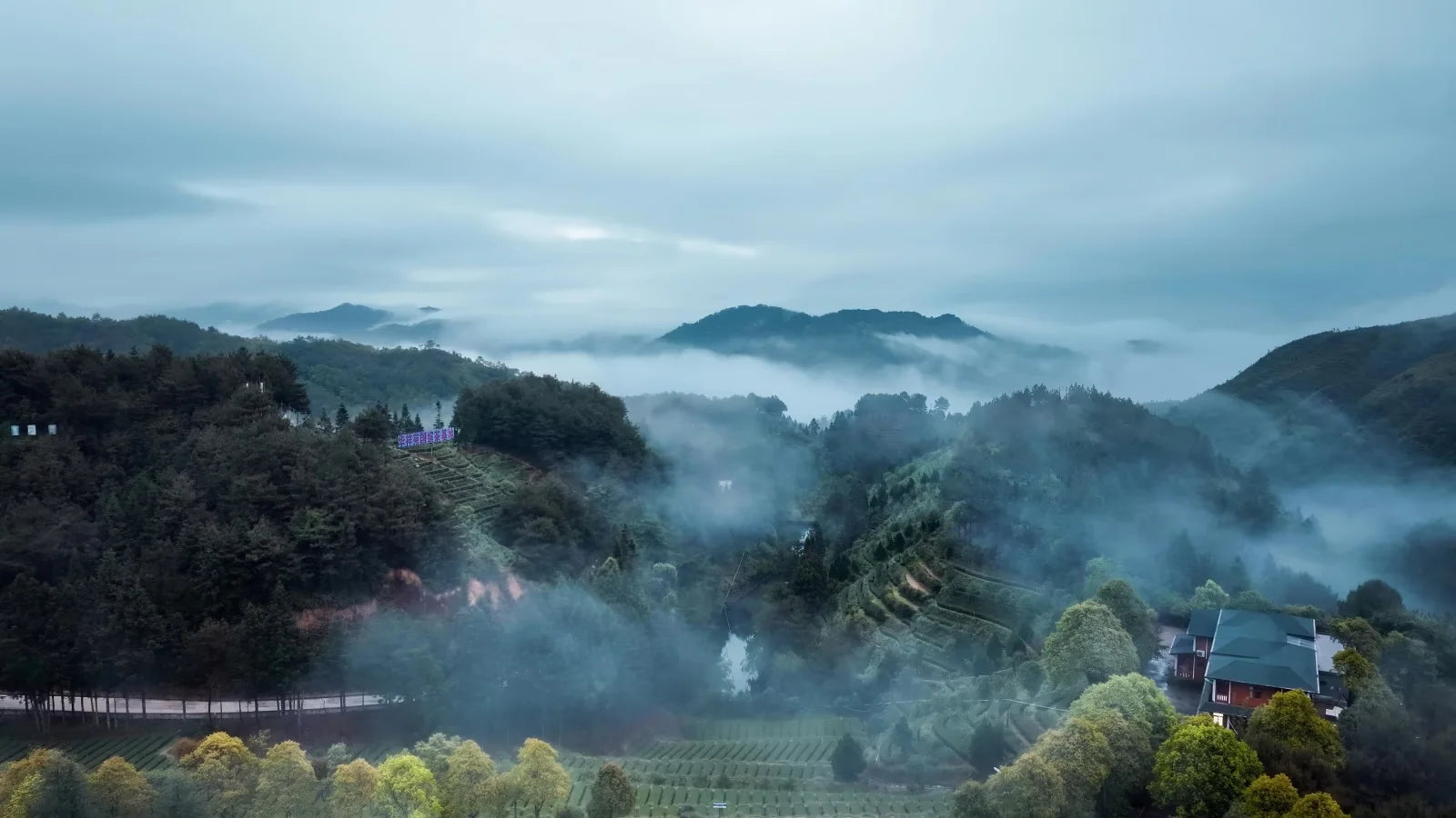 福鼎白茶茶庄园