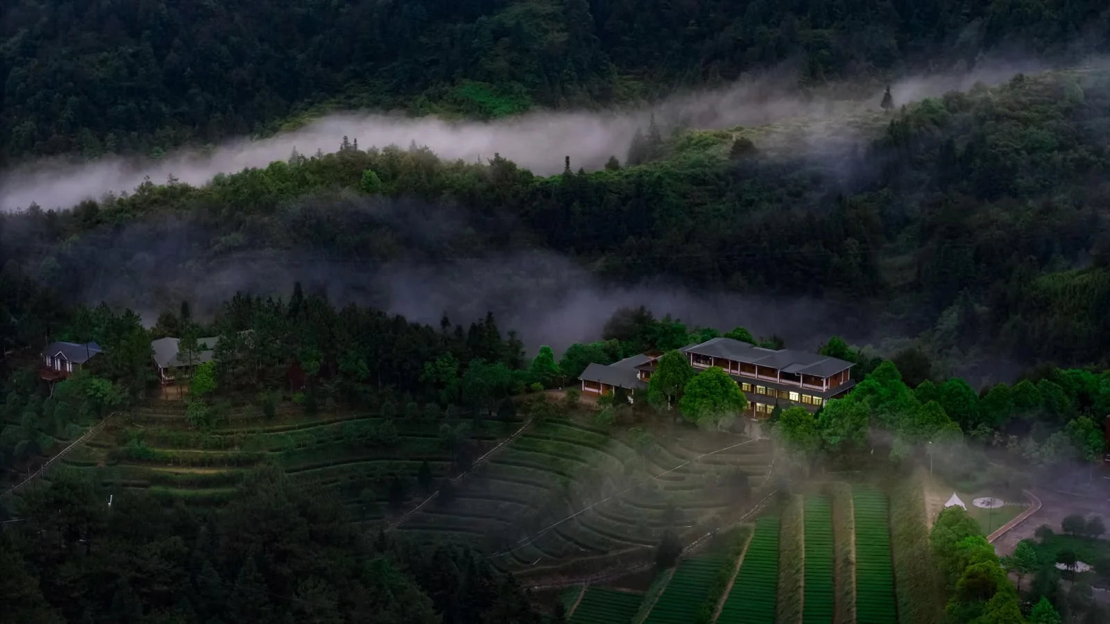 宁德古田红茶茶庄园