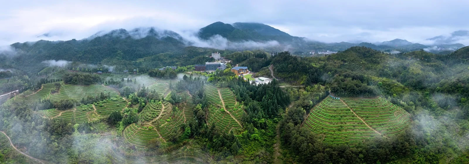 云南勐海普洱茶庄园